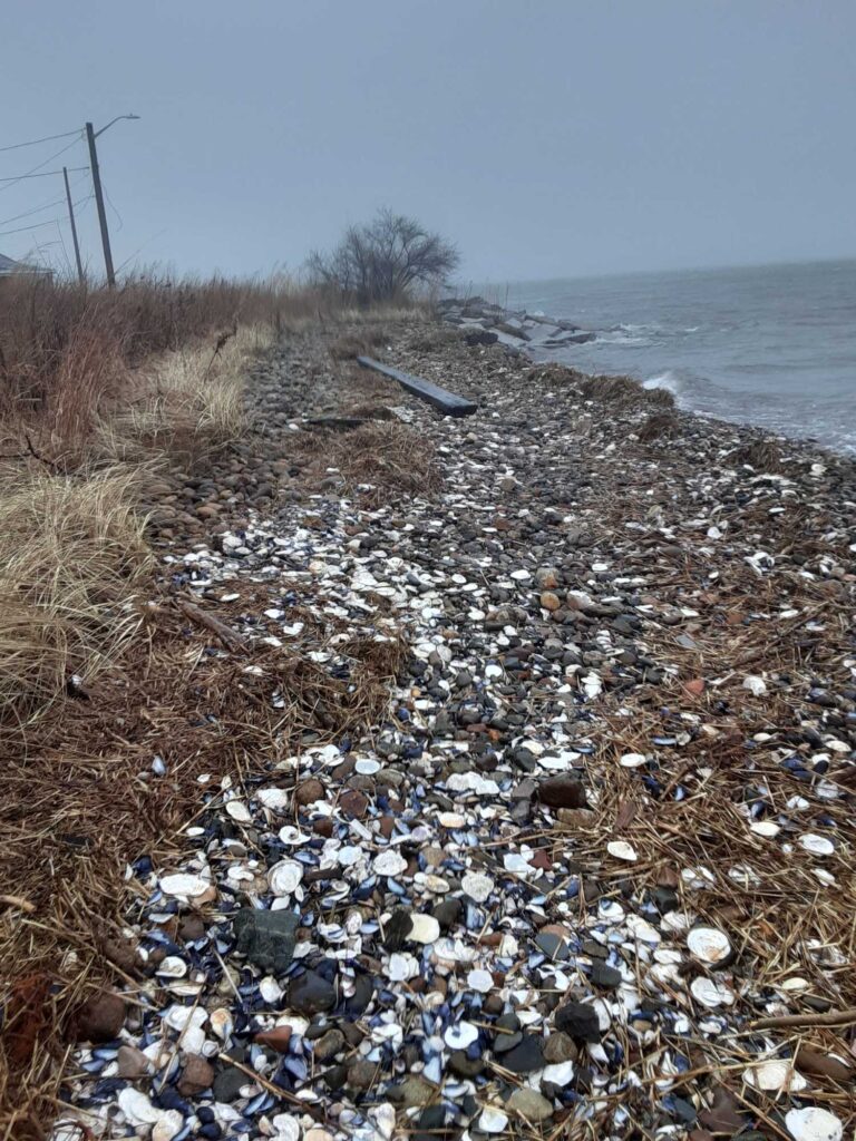 a large amount of trash on a beach (MyCoast AI)
