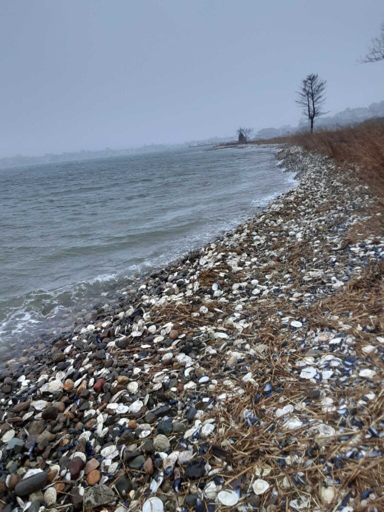 a rocky beach with a body of water in the background (MyCoast AI)