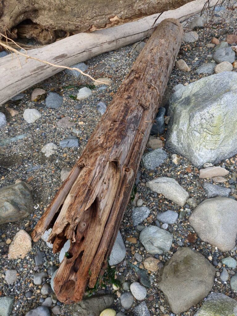 a log on the ground (MyCoast AI)
