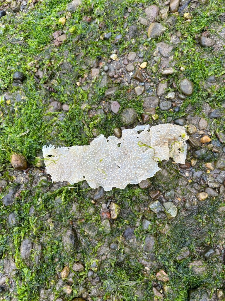 a close-up of some rocks (MyCoast AI)
