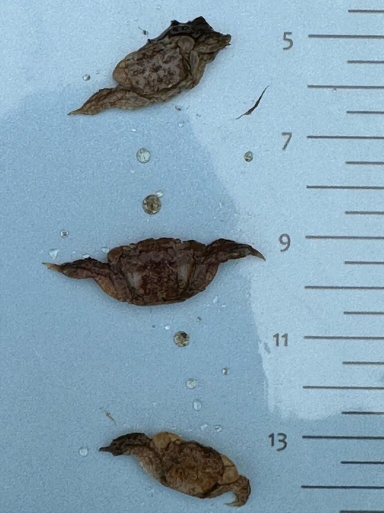 a group of sea animals (MyCoast AI)
