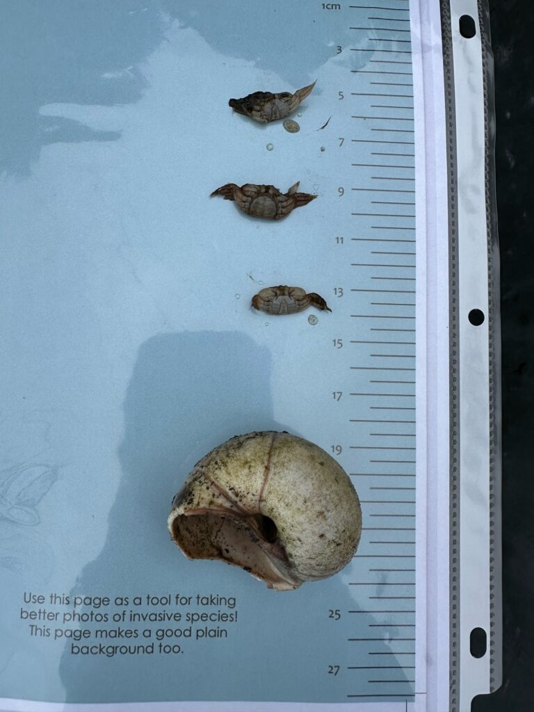 a group of bees on a piece of paper (MyCoast AI)