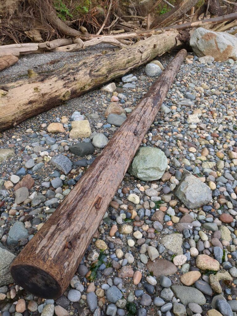 a log on a rocky surface (MyCoast AI)