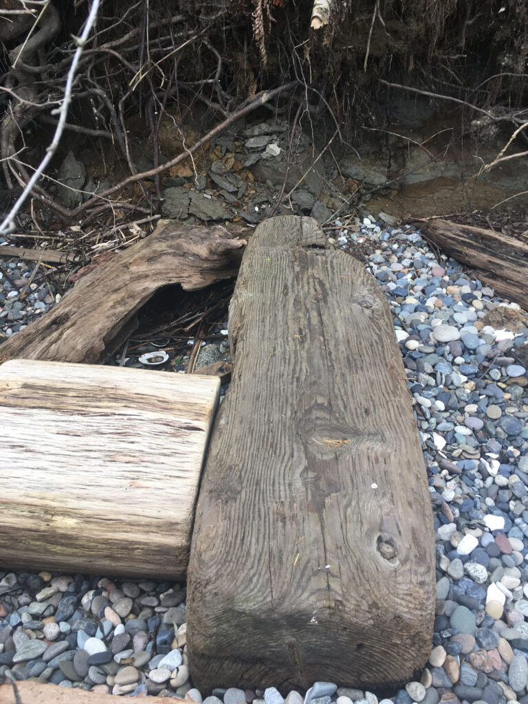 a tree stump with a cut out of it (MyCoast AI)