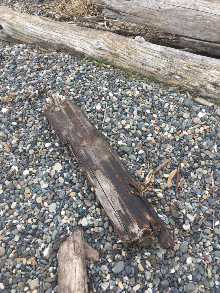 a group of sticks on a rocky surface (MyCoast AI)