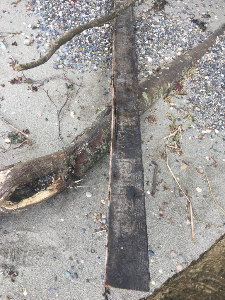 a tree trunk on the ground (MyCoast AI)