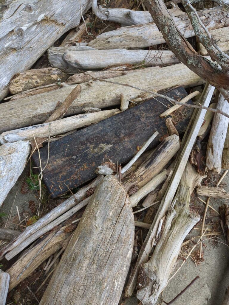 a pile of cut trees (MyCoast AI)