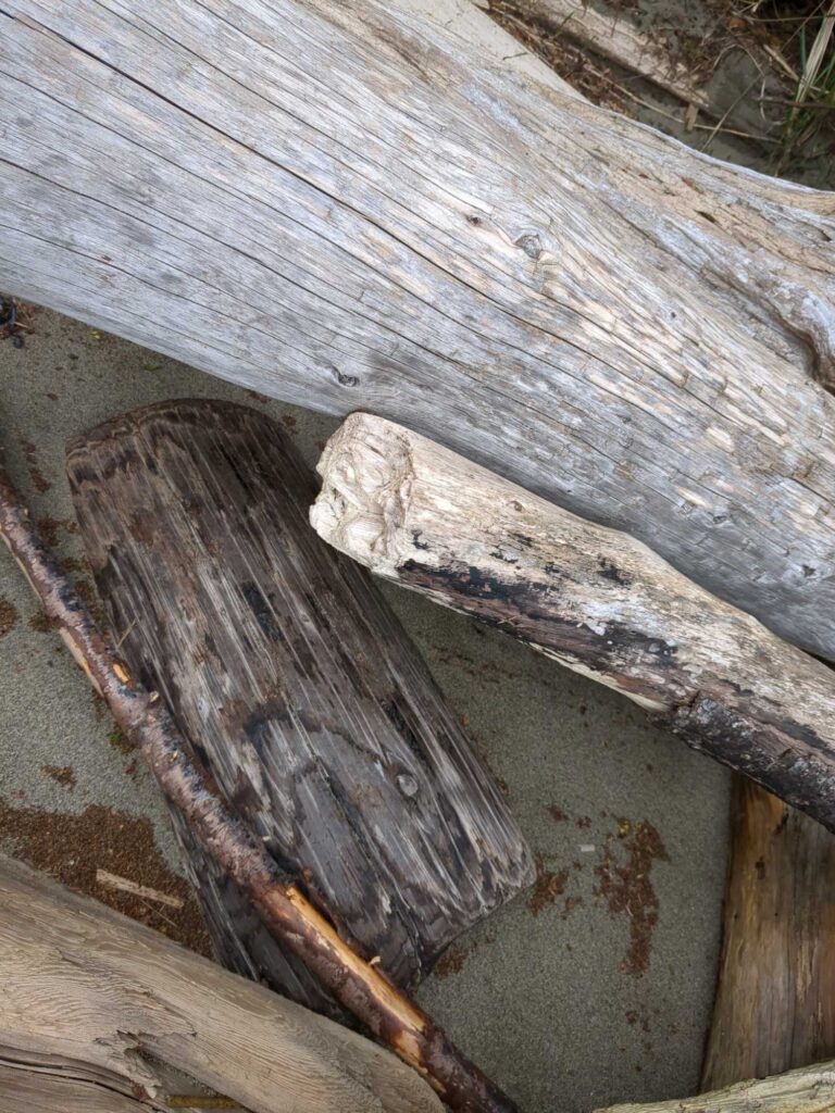 a lizard on a wooden surface (MyCoast AI)