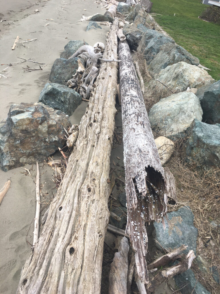 a tree stump with a group of raccoons on it (MyCoast AI)