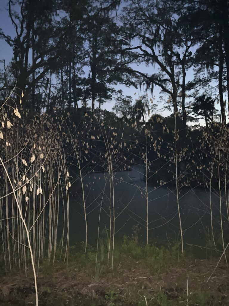 a forest with trees (MyCoast AI)