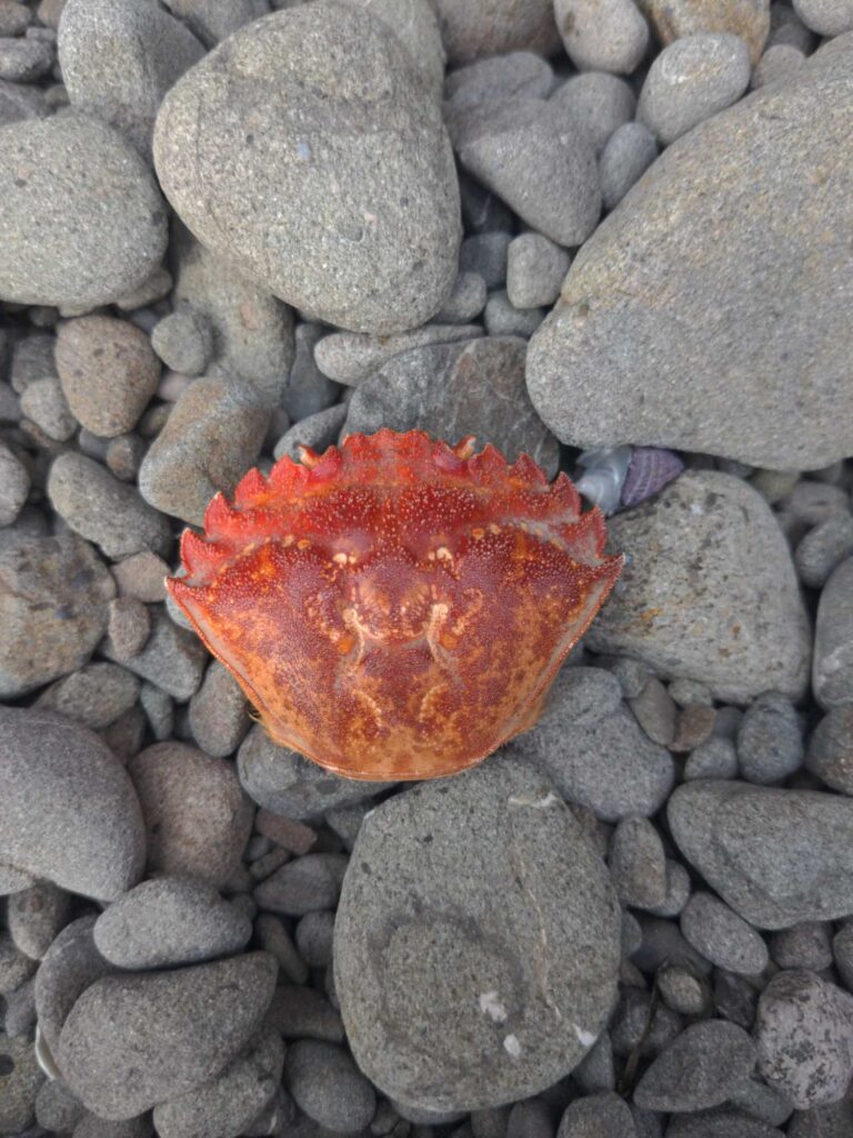 a red rock on a rocky surface (MyCoast AI)