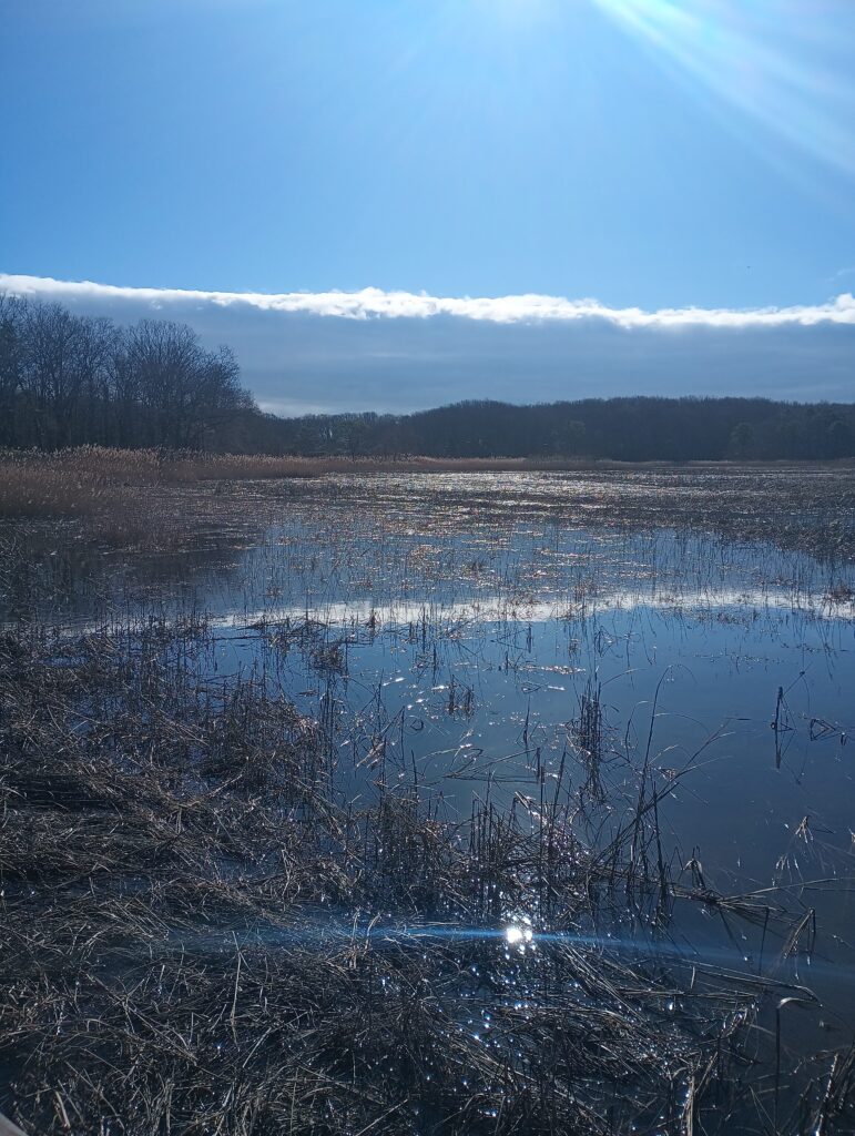 a lake with trees in the background (MyCoast AI)