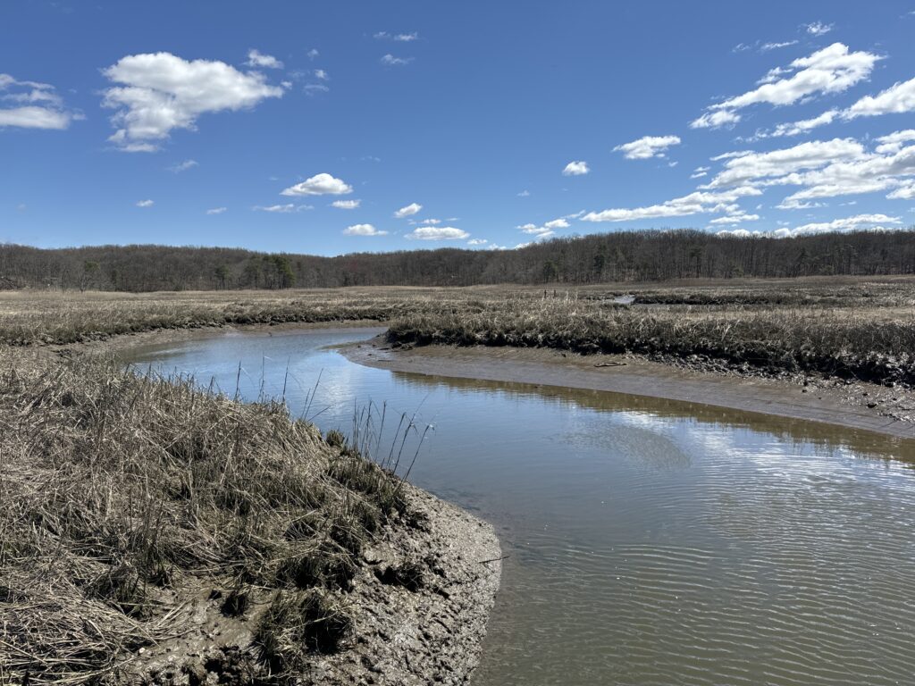 a river with a marsh and trees (MyCoast AI)