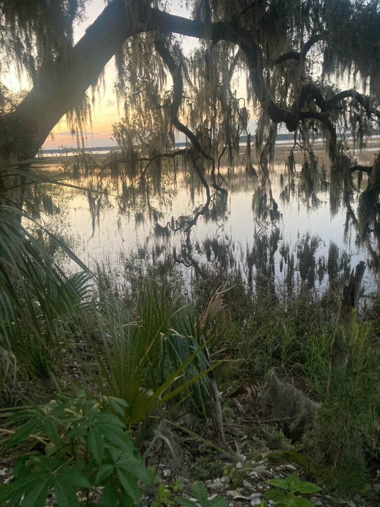 a body of water with trees around it (MyCoast AI)