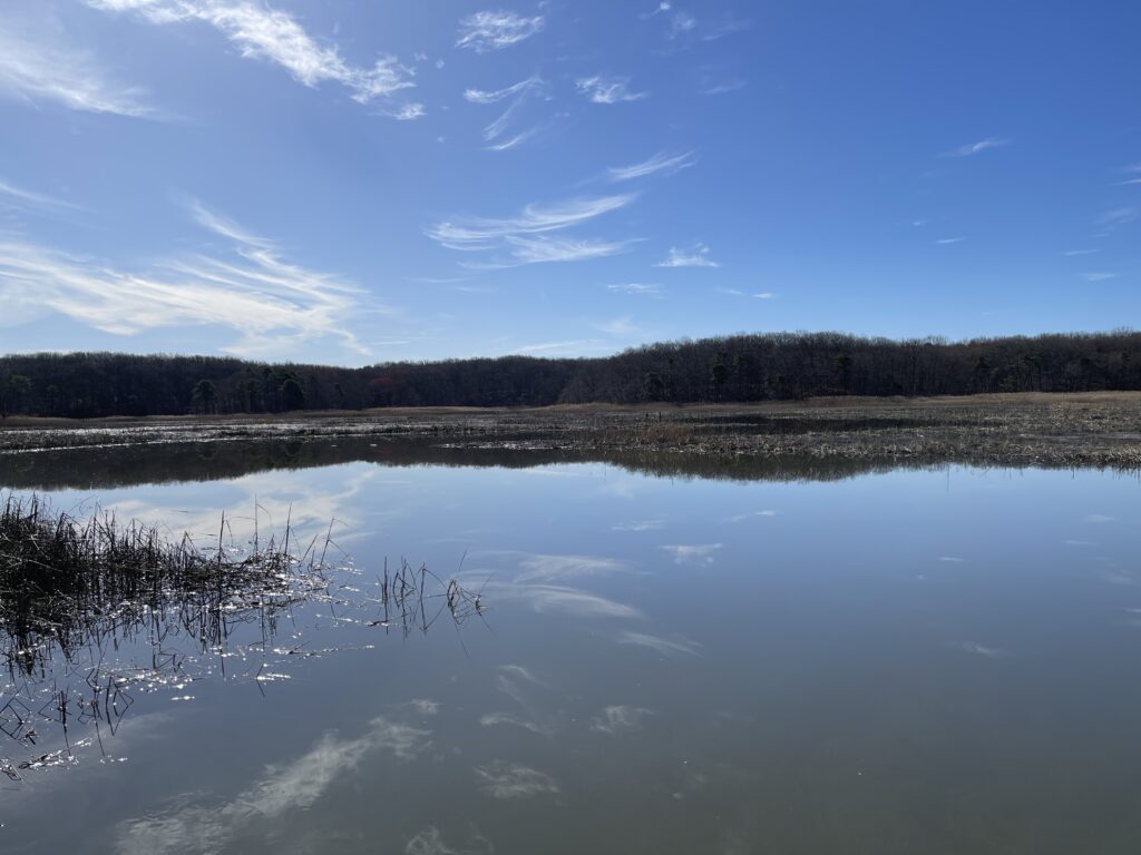 a body of water with trees in the background (MyCoast AI)
