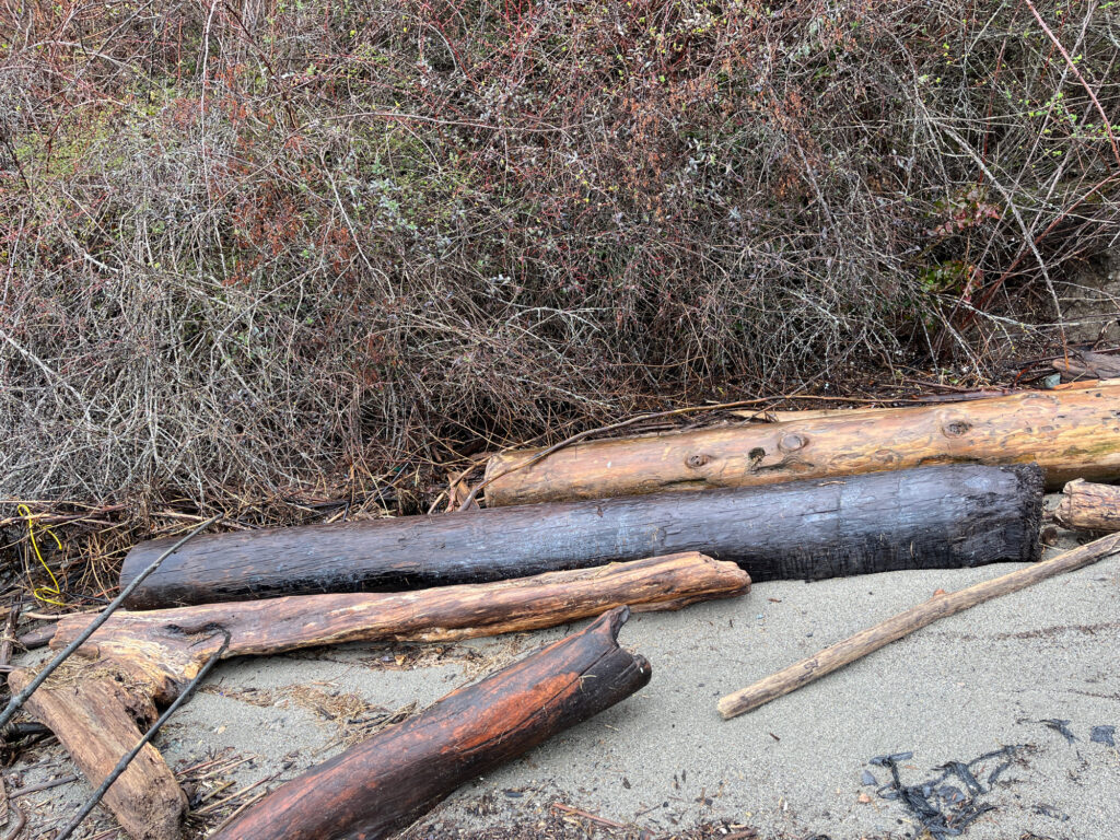 a group of logs in the sand (MyCoast AI)
