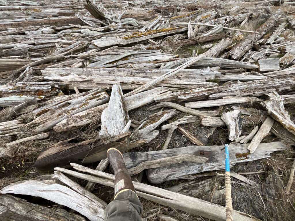 a pile of wood (MyCoast AI)