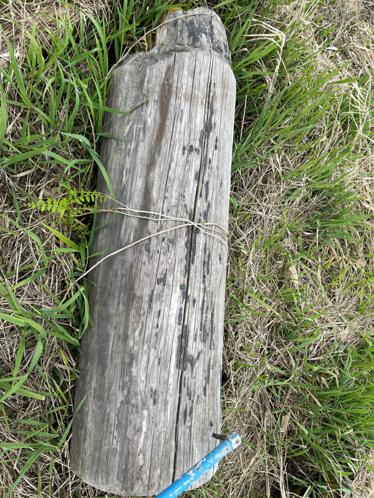 a tree stump in the grass (MyCoast AI)