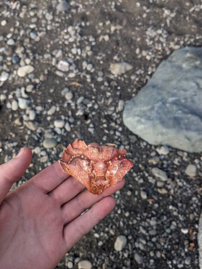 a hand holding a piece of food (MyCoast AI)