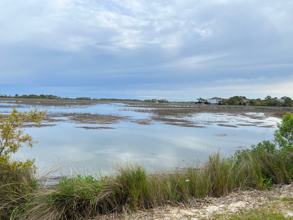 a body of water with plants and grass around it (MyCoast AI)