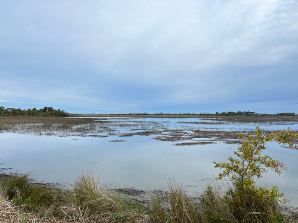 a body of water with plants and grass around it (MyCoast AI)