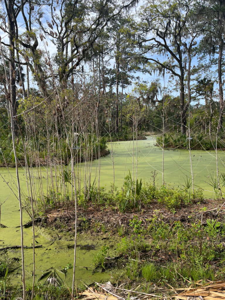 a grassy area with trees in the back (MyCoast AI)
