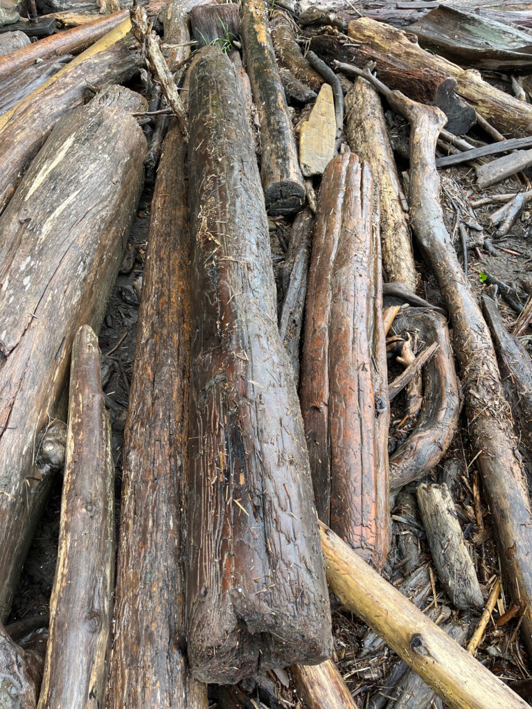 a group of cut trees (MyCoast AI)