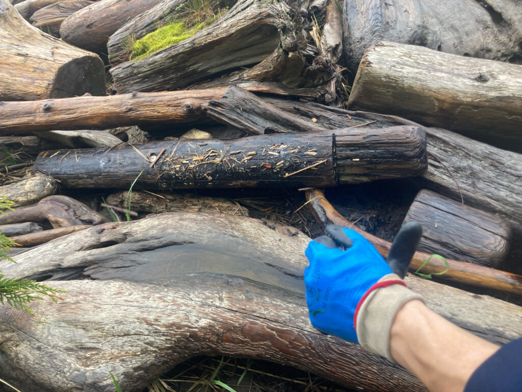 a person's hand holding a snake in front of a pile of logs (MyCoast AI)