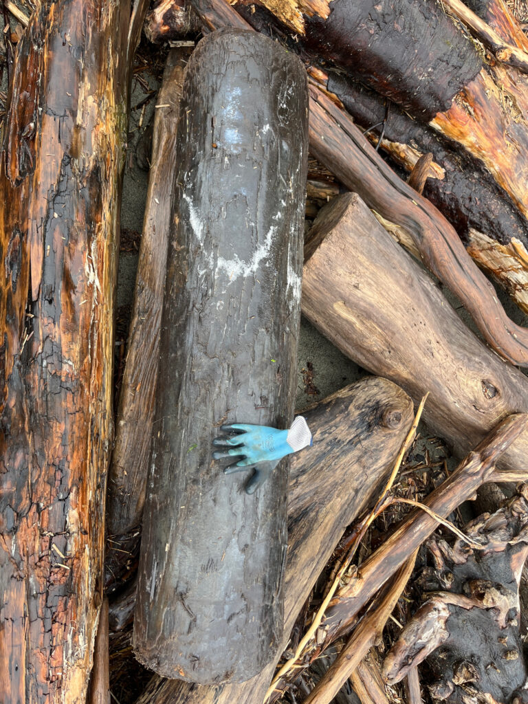 a blue bird on a tree trunk (MyCoast AI)