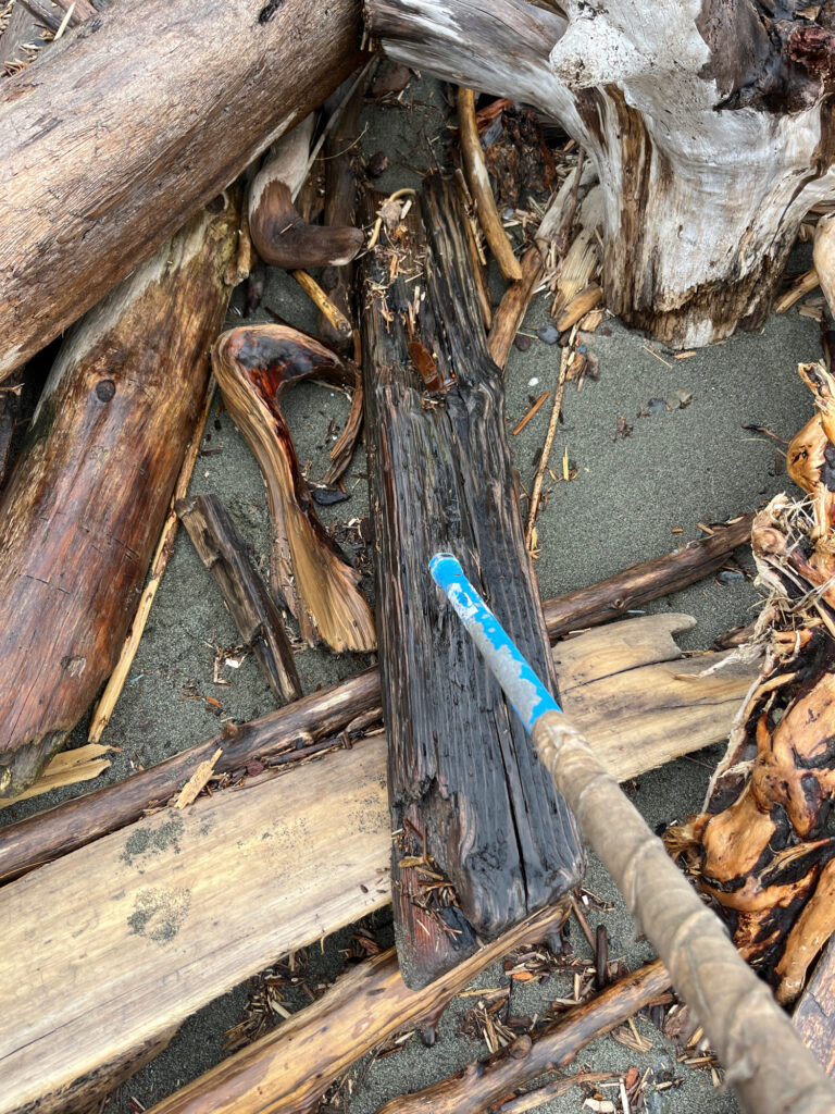 a blue toothbrush is laying on a tree branch (MyCoast AI)