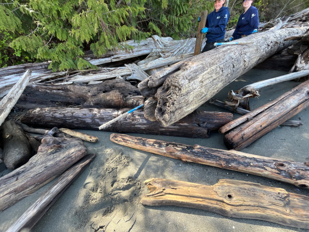 a group of people standing next to a pile of logs (MyCoast AI)