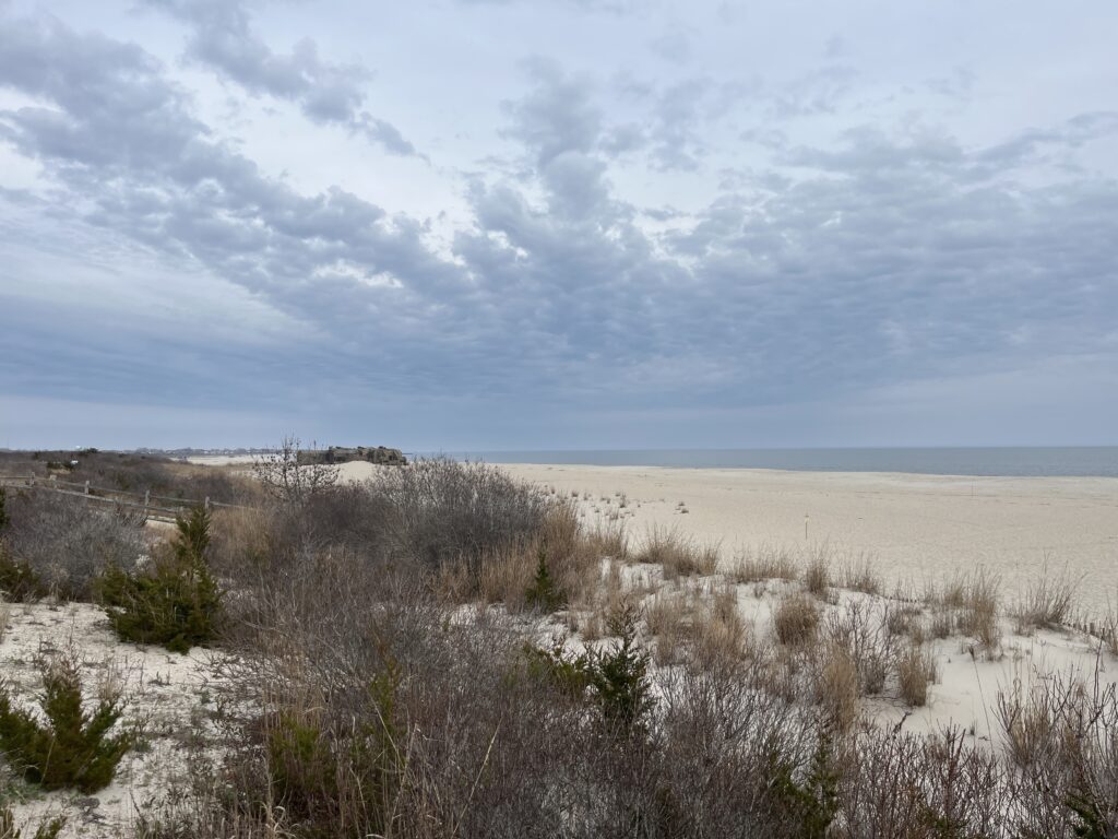 a field of dry grass (MyCoast AI)