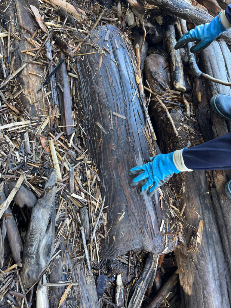 a person wearing gloves and gloves holding a tree stump (MyCoast AI)
