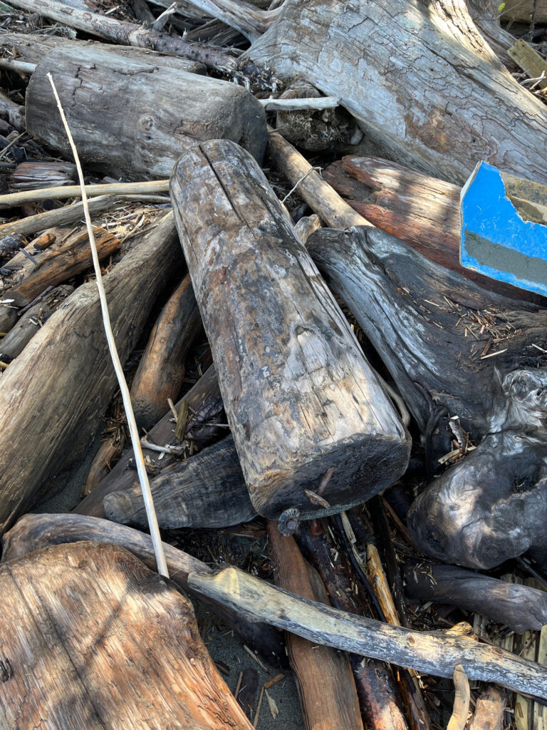 a pile of cut logs (MyCoast AI)