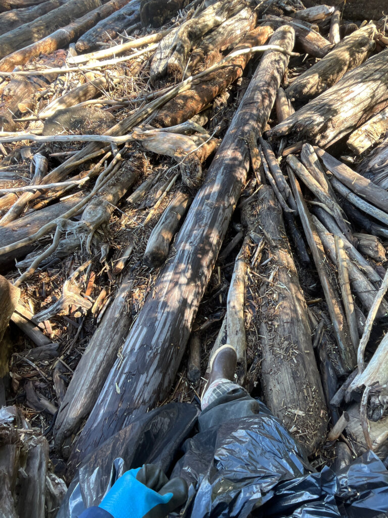 a pile of wood (MyCoast AI)
