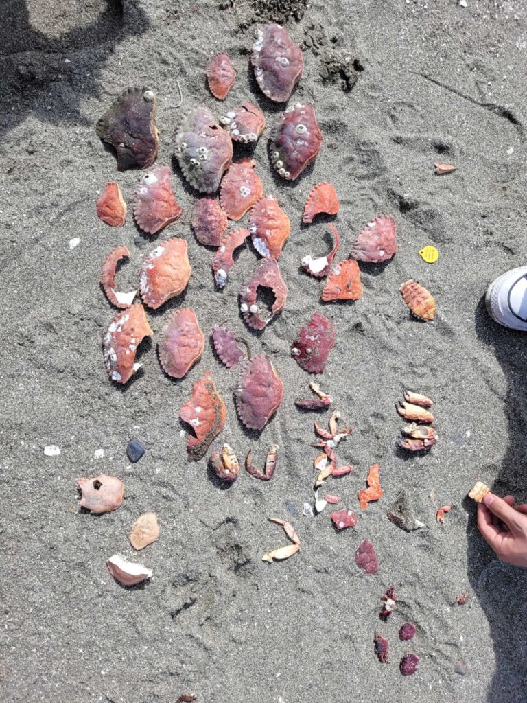 a group of sea shells on the ground (MyCoast AI)