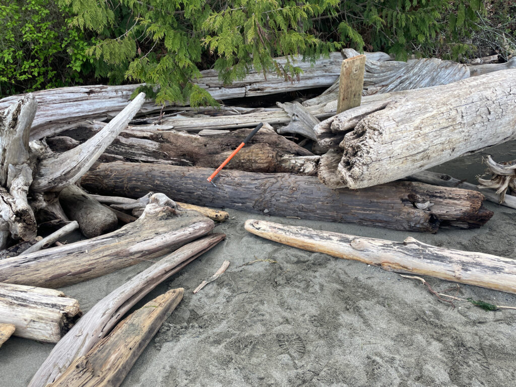 a group of logs on the ground (MyCoast AI)