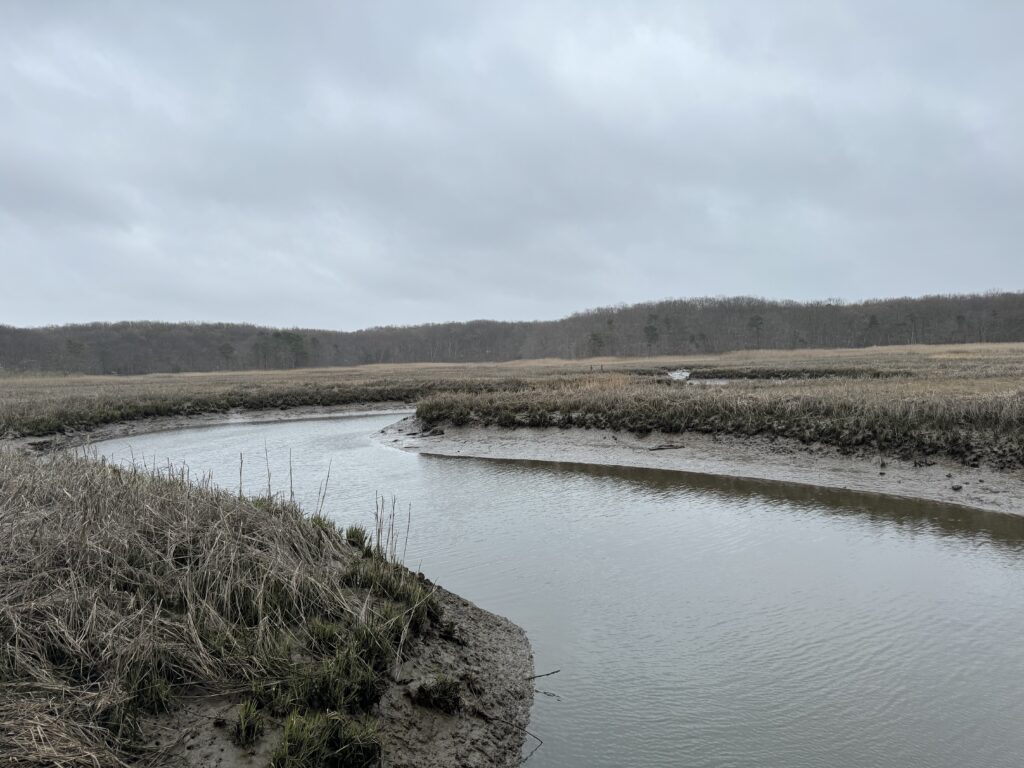 a river with grass and trees (MyCoast AI)