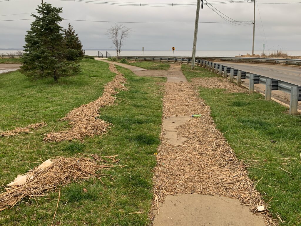 a path with grass and trees (MyCoast AI)