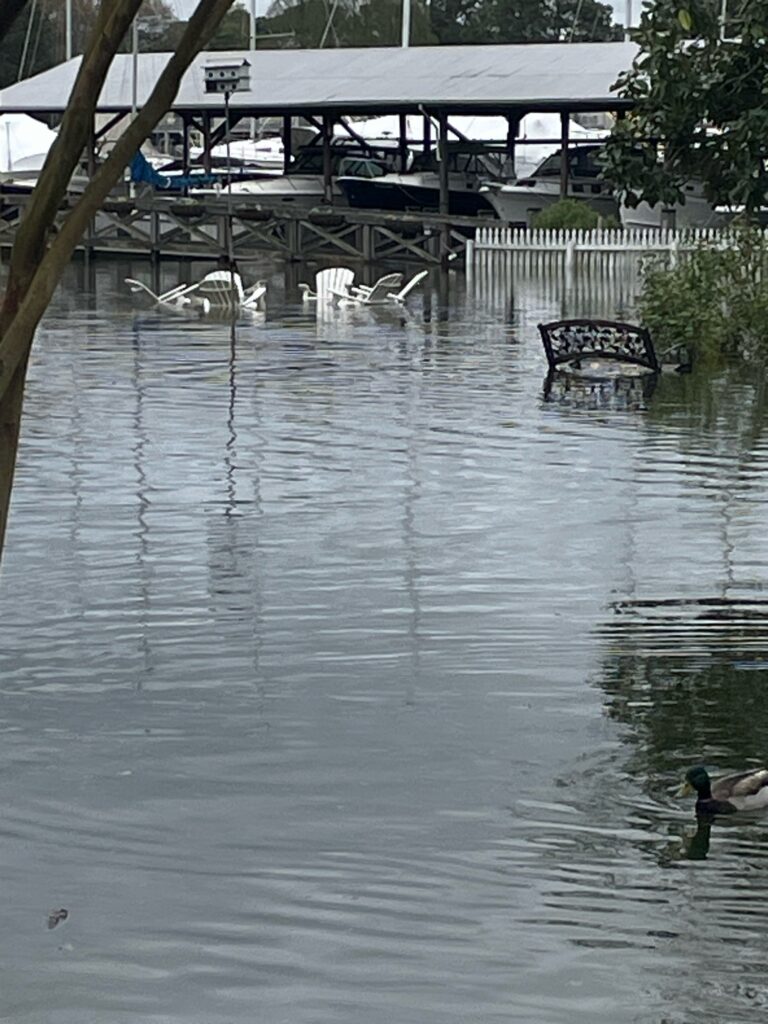 a group of ducks in a pond (MyCoast AI)