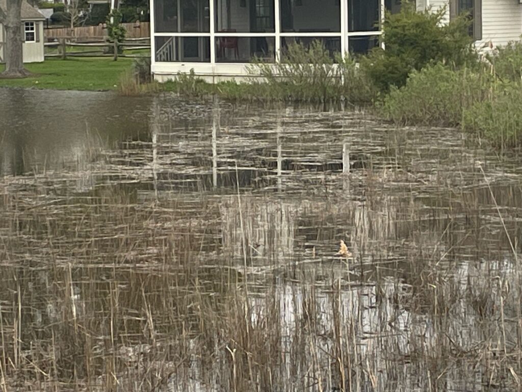 a pond with a house in the background (MyCoast AI)