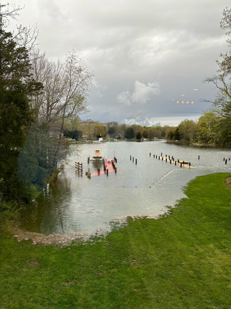 a group of ducks in a pond (MyCoast AI)