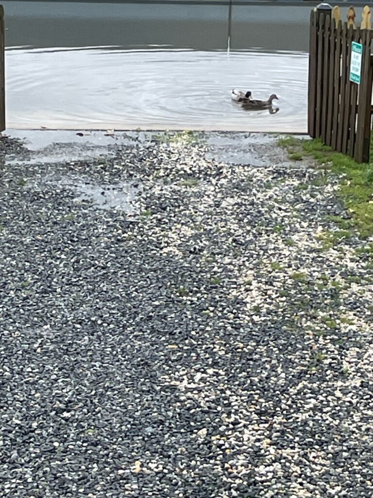 a duck swimming in a lake (MyCoast AI)