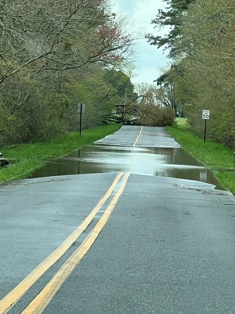 a wet road with trees on either side of it (MyCoast AI)
