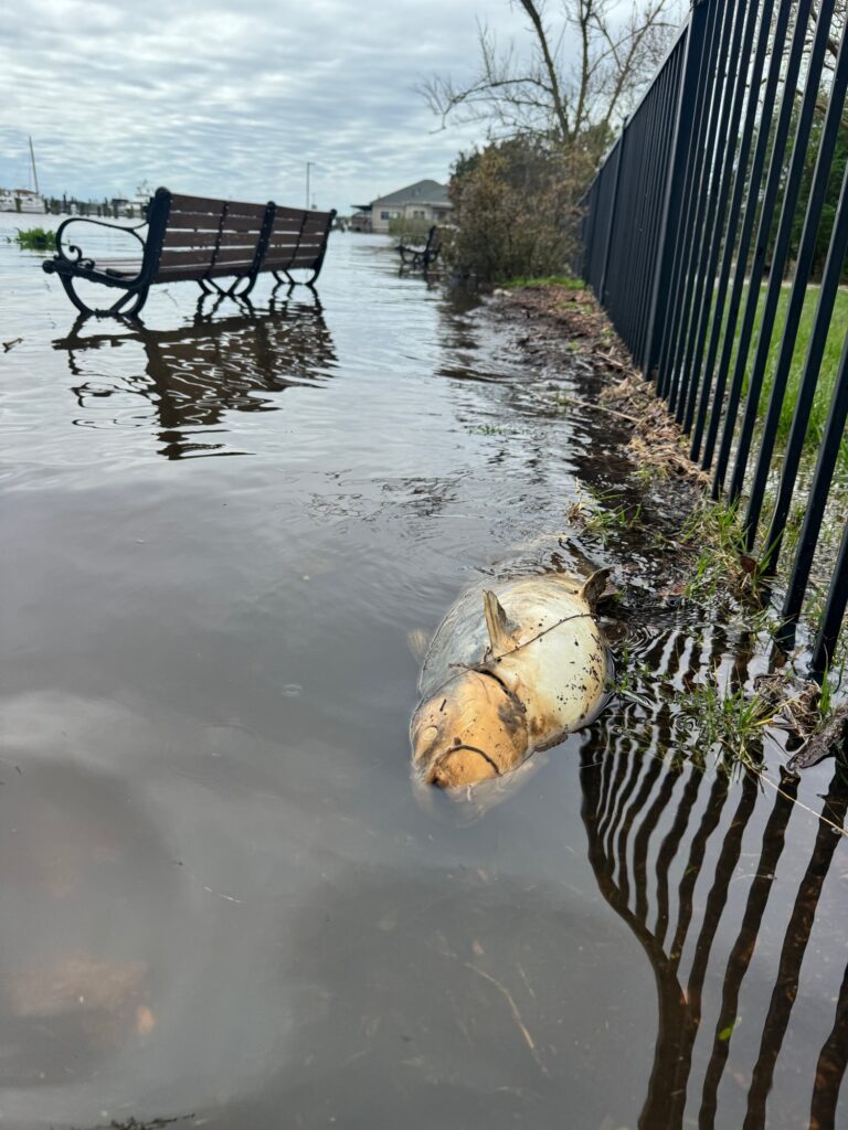 a large turtle on a sidewalk (MyCoast AI)
