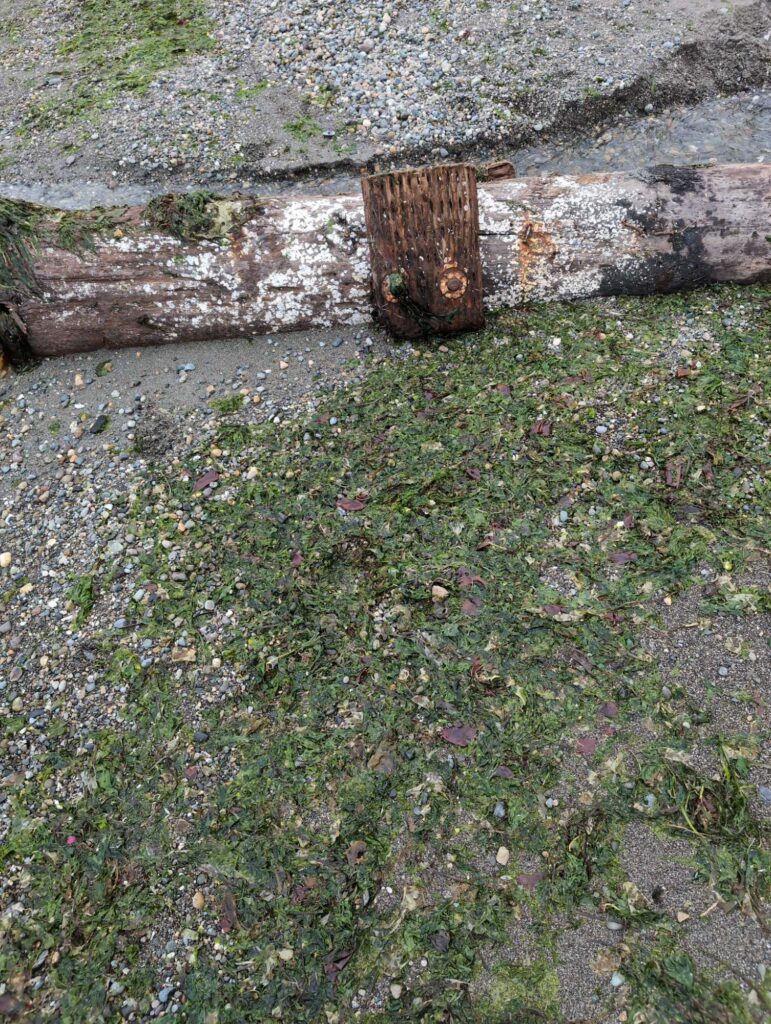 a log in the grass (MyCoast AI)