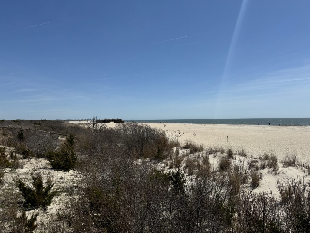 a field of dry grass (MyCoast AI)