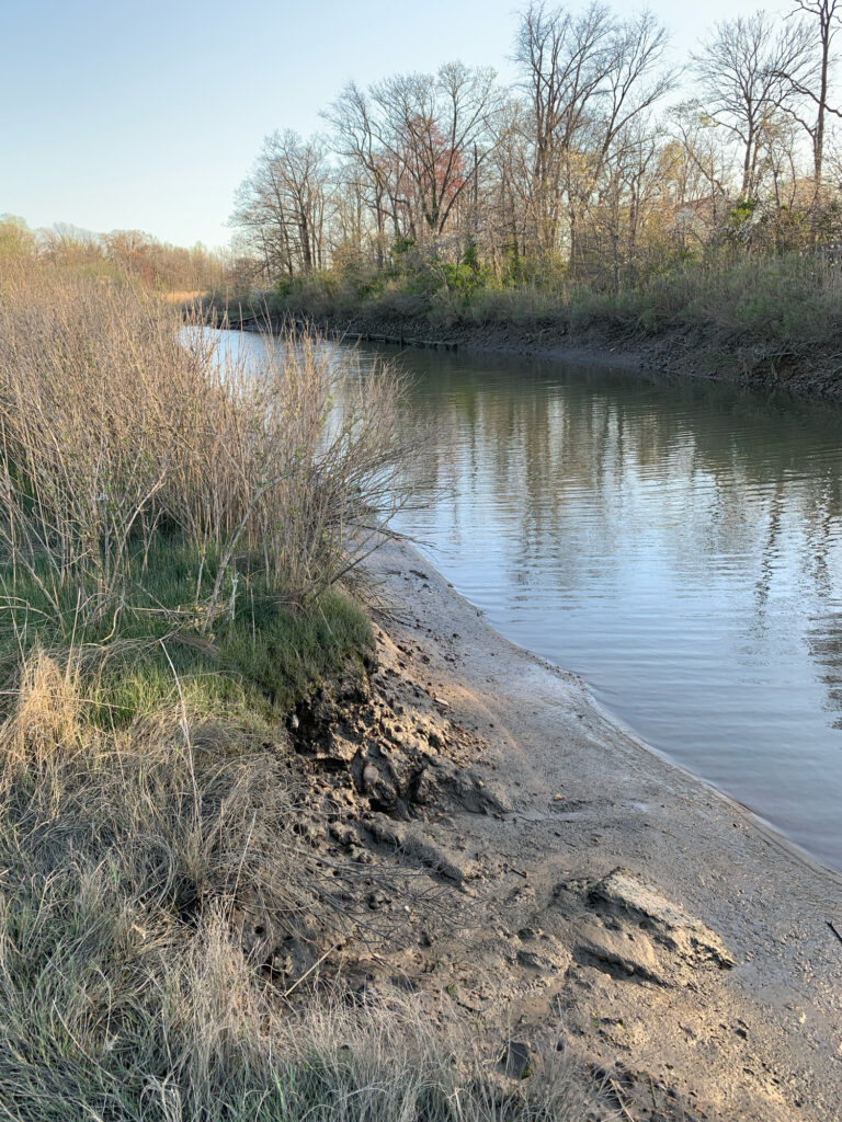 a river with grass and trees (MyCoast AI)