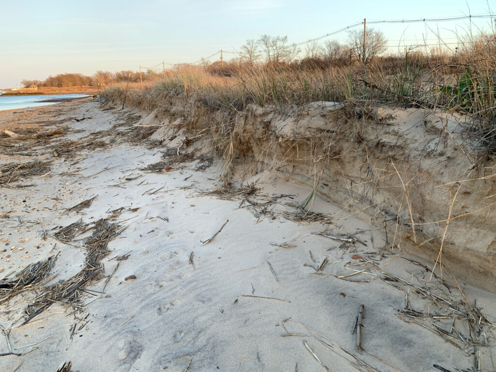 a sandy beach with plants and water (MyCoast AI)