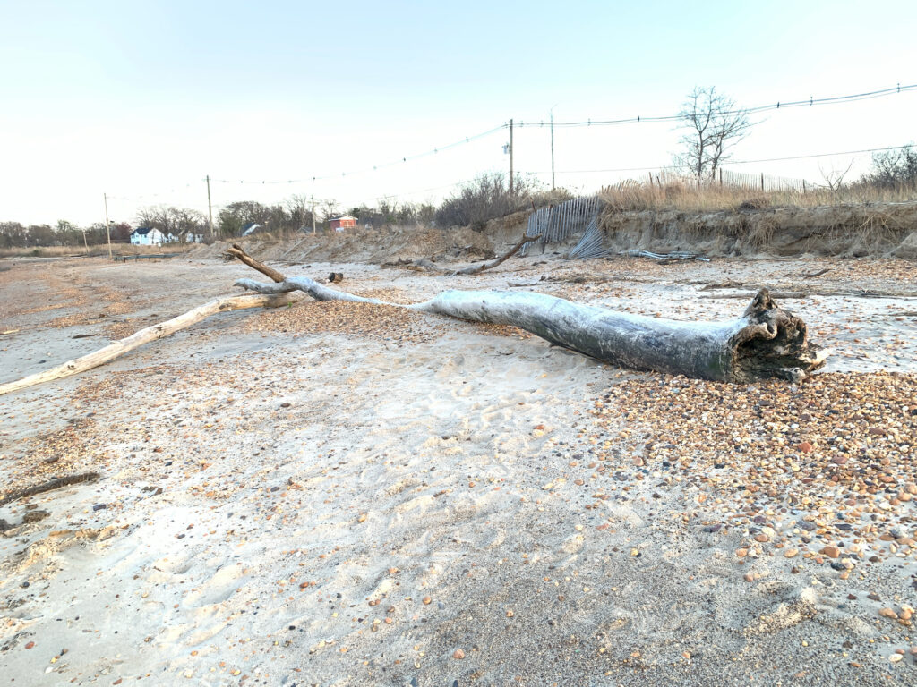 a snake on a road (MyCoast AI)